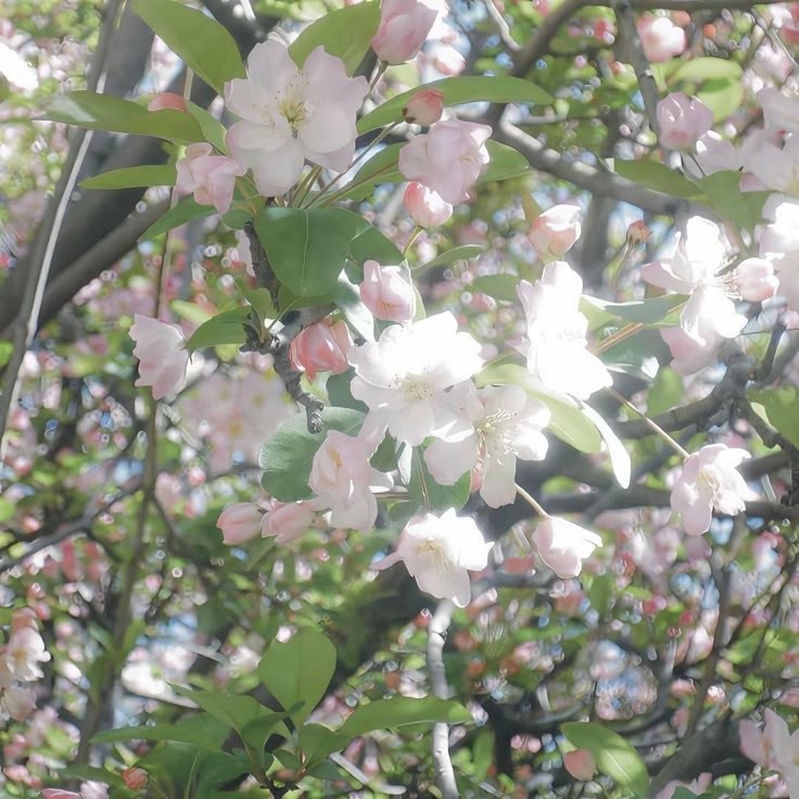 당신은 꽃 입니까?